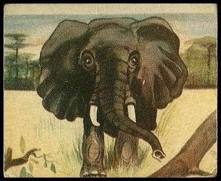7 Elephant